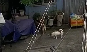 Khổ vì hàng xóm thuê nhà nhỏ nhưng nuôi 3 con chó Khổ vì hàng xóm thuê nhà nhỏ nhưng nuôi 3 con chó