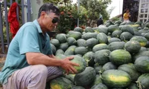 Kim ngạch xuất khẩu nhiều loại trái cây chủ lực giảm mạnh Kim ngạch xuất khẩu nhiều loại trái cây chủ lực giảm mạnh