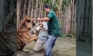 Du khách bị hổ tấn công trong vườn thú Thái Lan