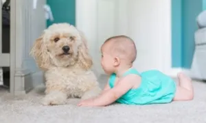 Bốn thắc mắc thường gặp khi trẻ tiêm vaccine dại