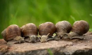 Phô mai giòi và những món độc lạ châu Âu Phô mai giòi và những món độc lạ châu Âu