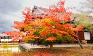 Chọn thời điểm đi Nhật Bản ngắm lá vàng, lá đỏ đẹp nhất
