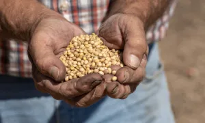 Đậu nành - mặt trận mới trong thương chiến Mỹ - Trung